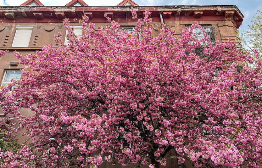Сакури в Ужгороді - де знайти, маршрут та карта